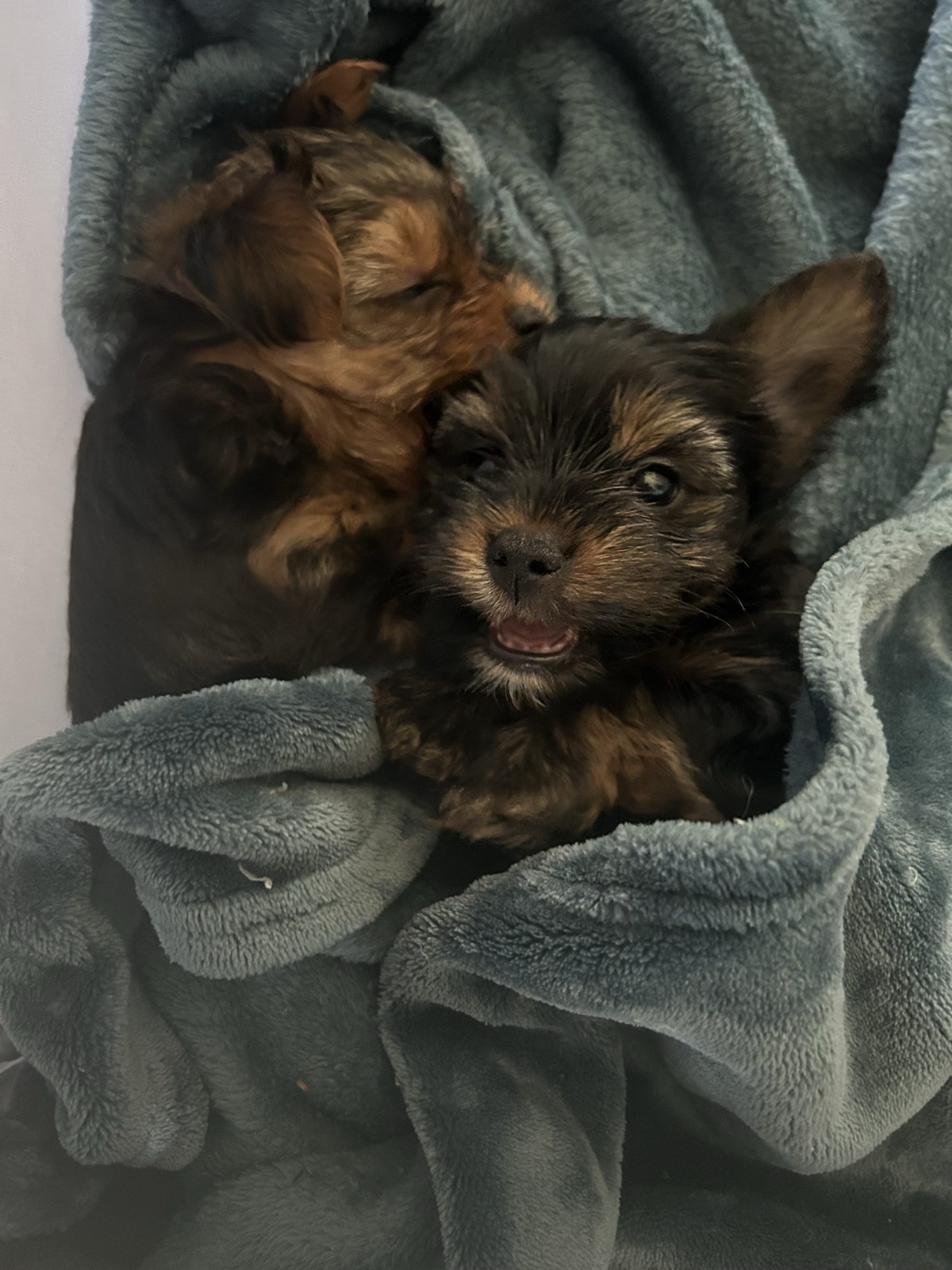 XOXO Yorkie