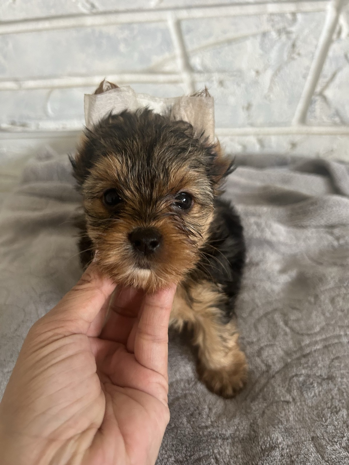 XOXO Yorkie