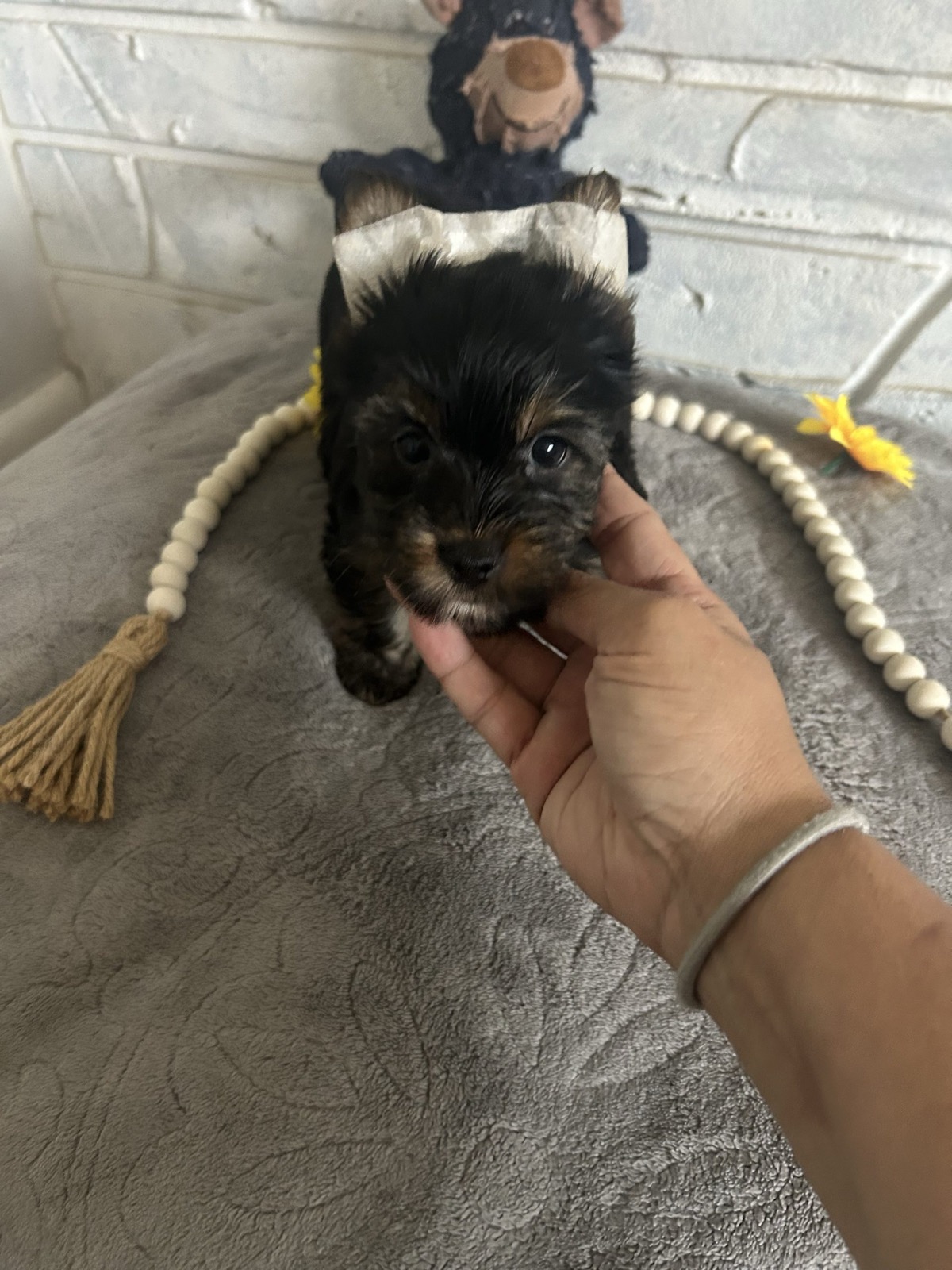 XOXO Yorkie