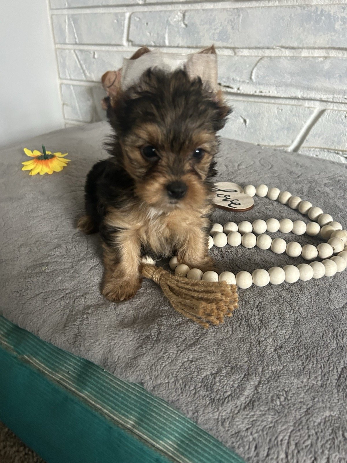 XOXO Yorkie