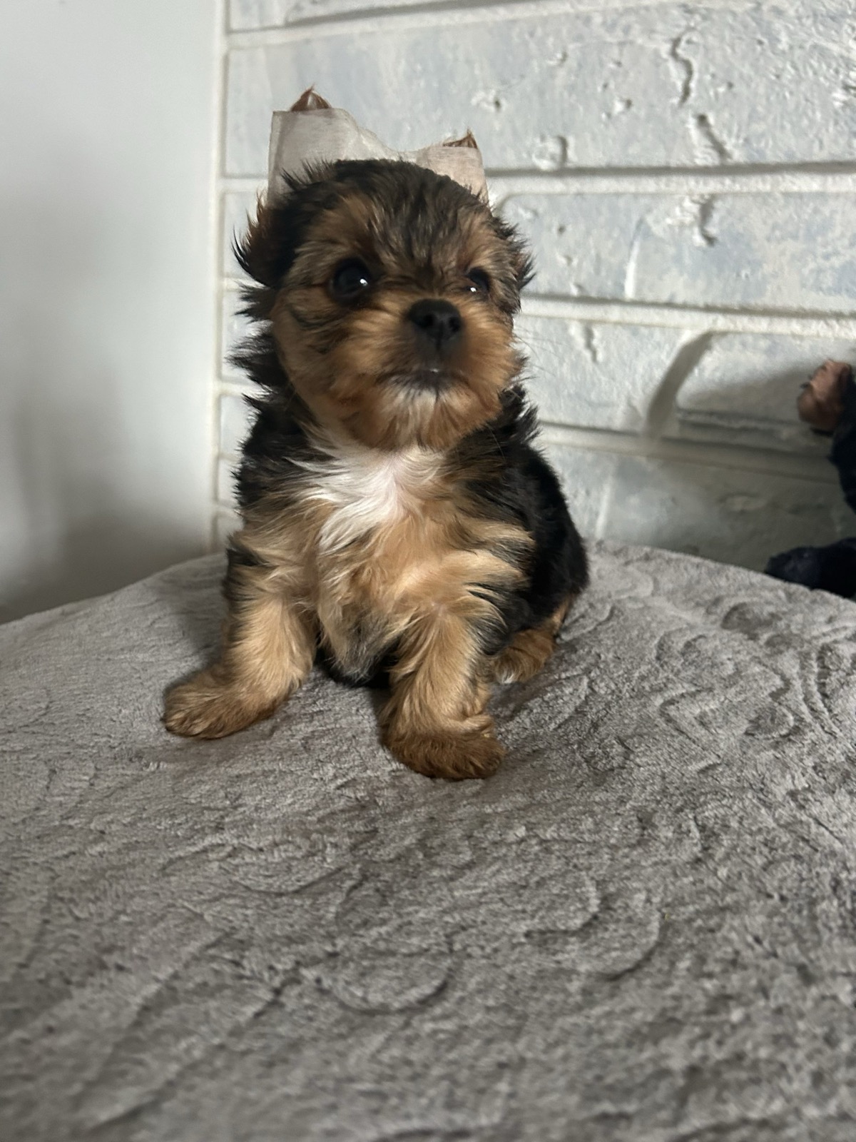 XOXO Yorkie