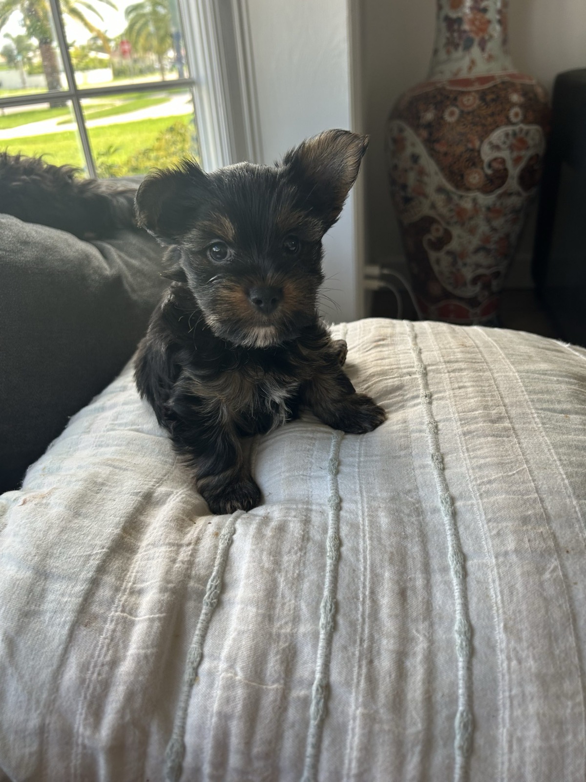 XOXO Yorkie