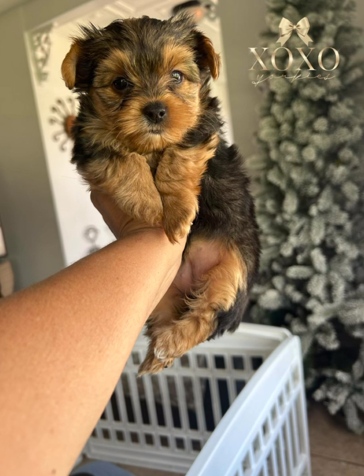 Solara —  Yorkie