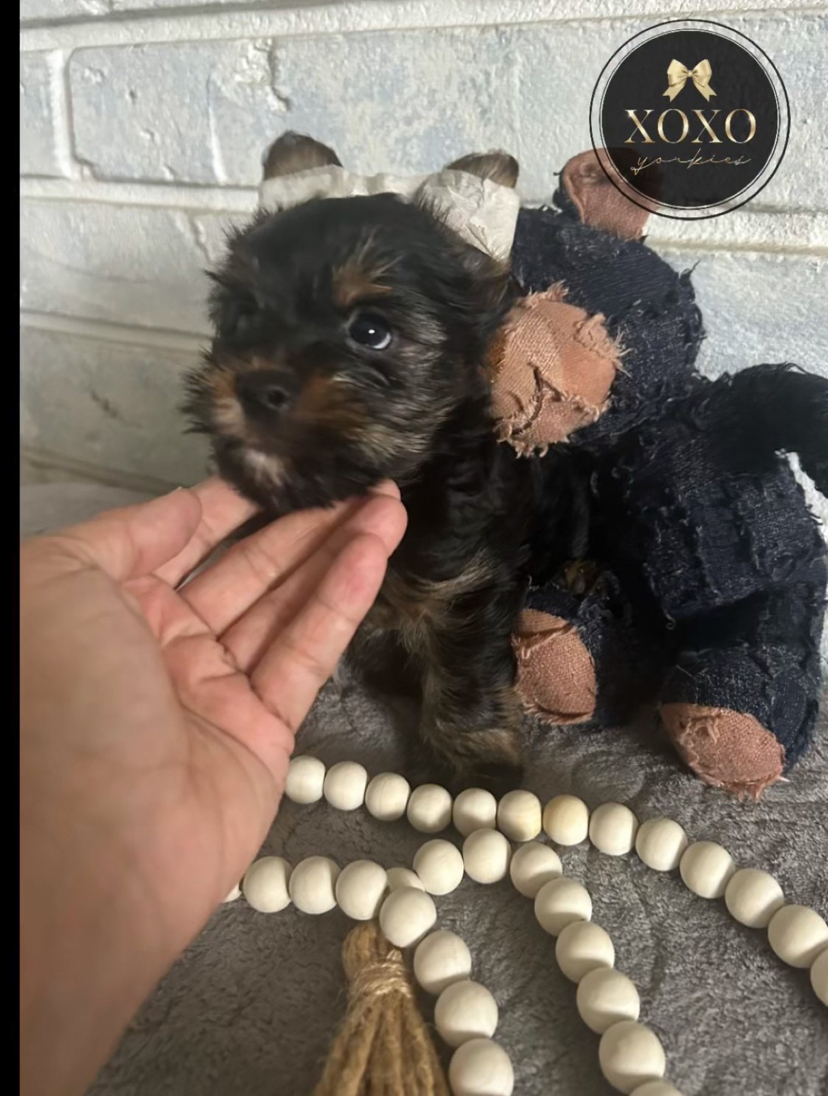 XOXO Yorkie