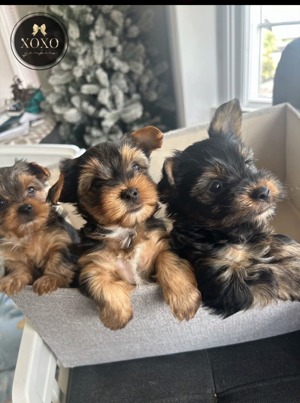 XOXO Yorkie