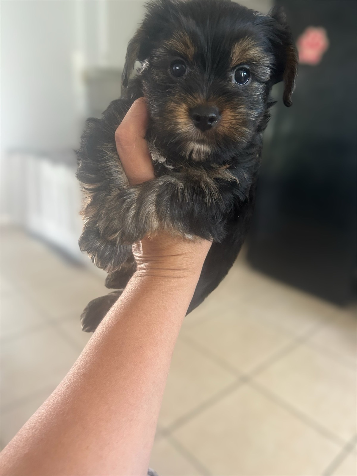XOXO Yorkie