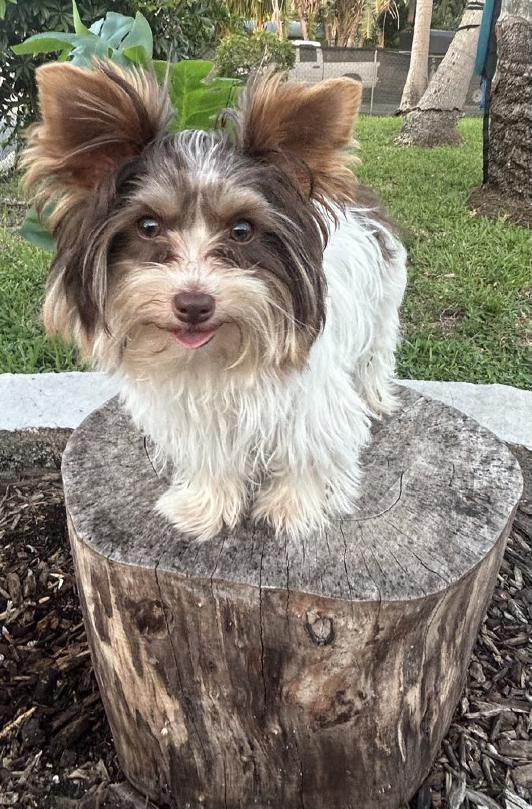 XOXO Yorkie