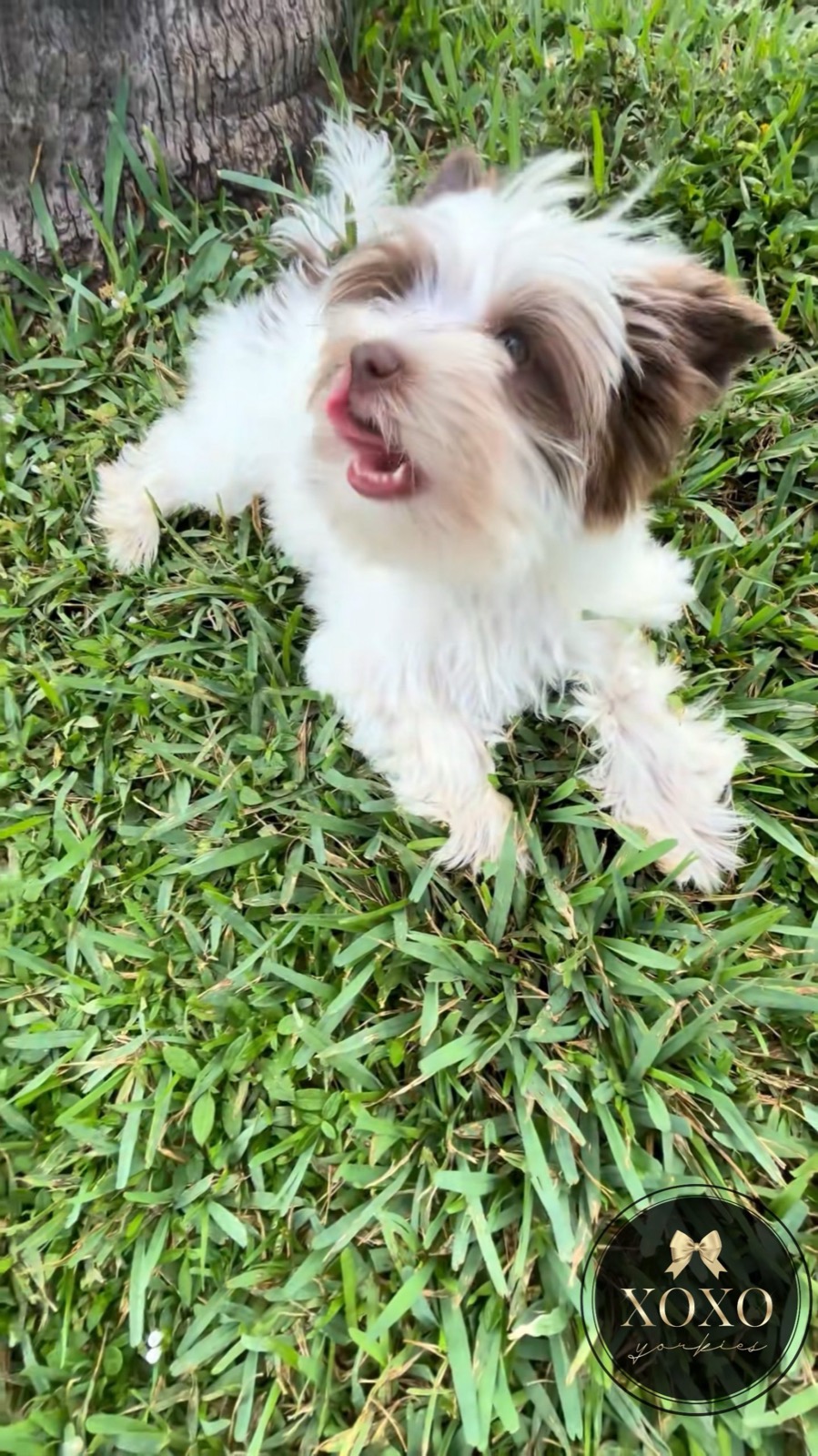 XOXO Yorkie