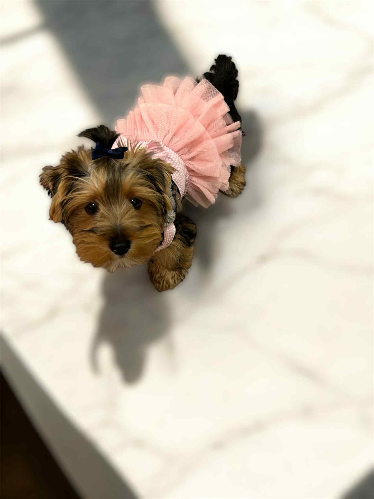 XOXO Yorkie