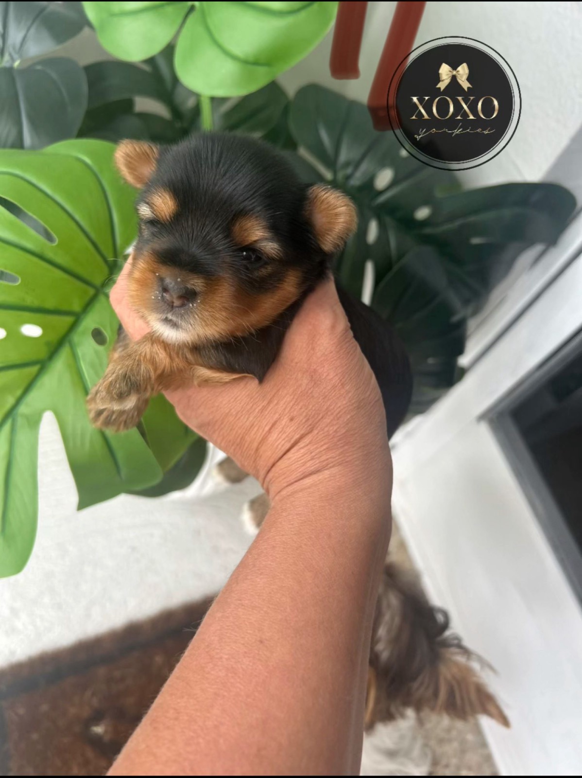 XOXO Yorkie