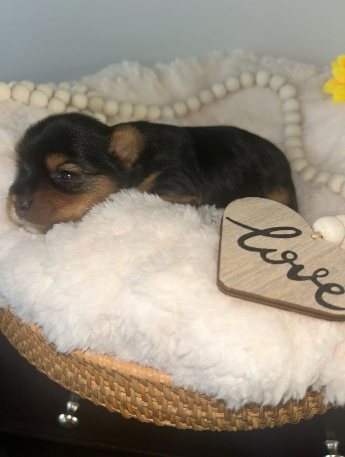 XOXO Yorkie