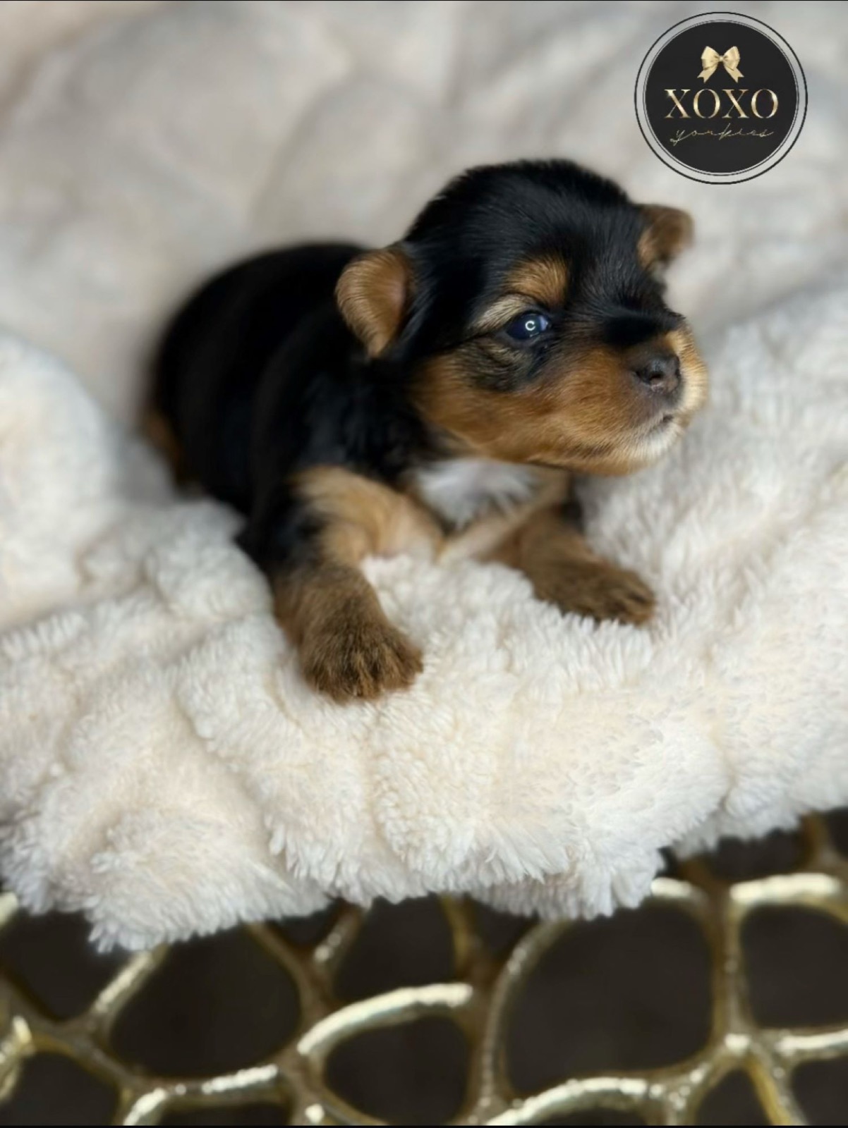 XOXO Yorkie