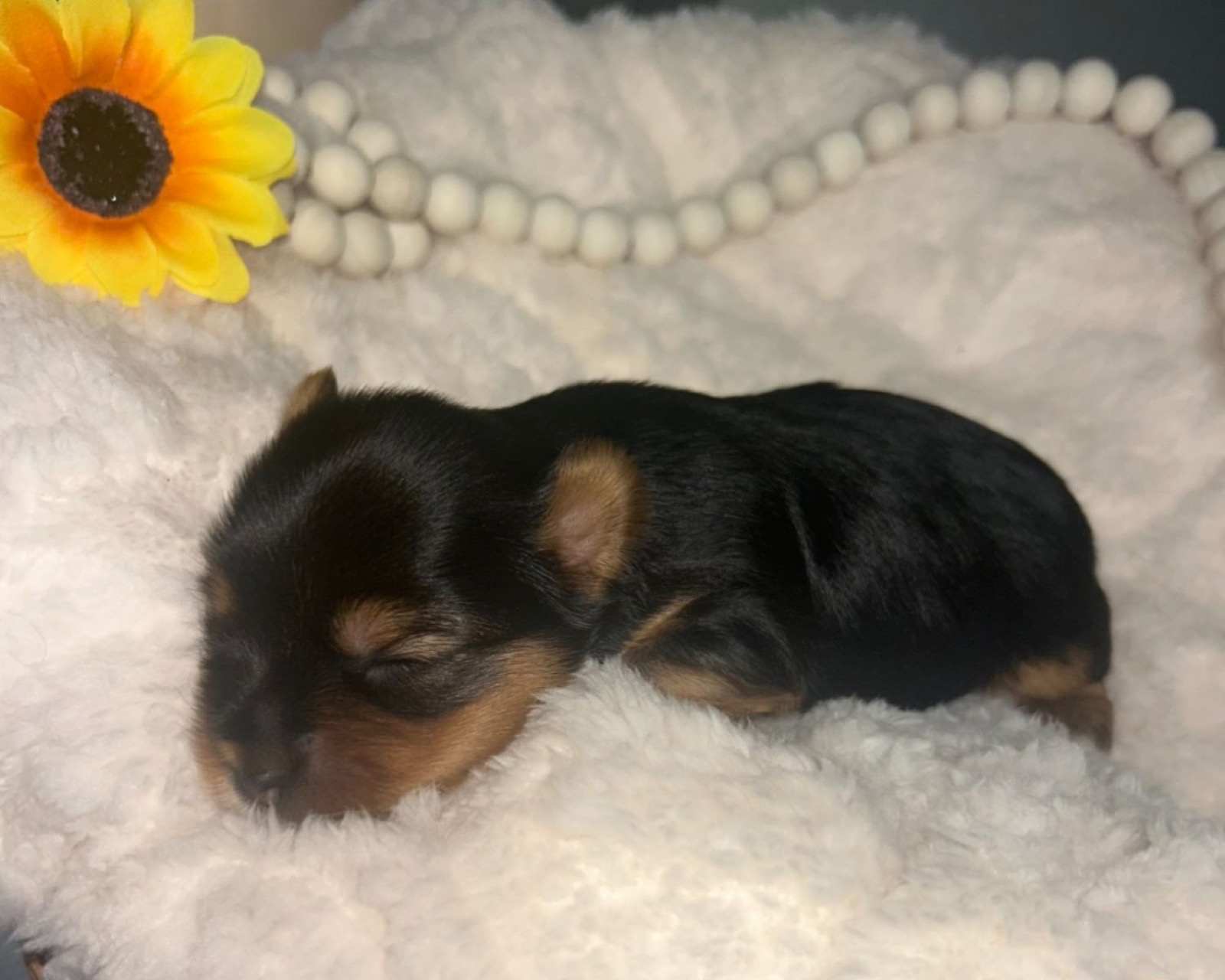 XOXO Yorkie