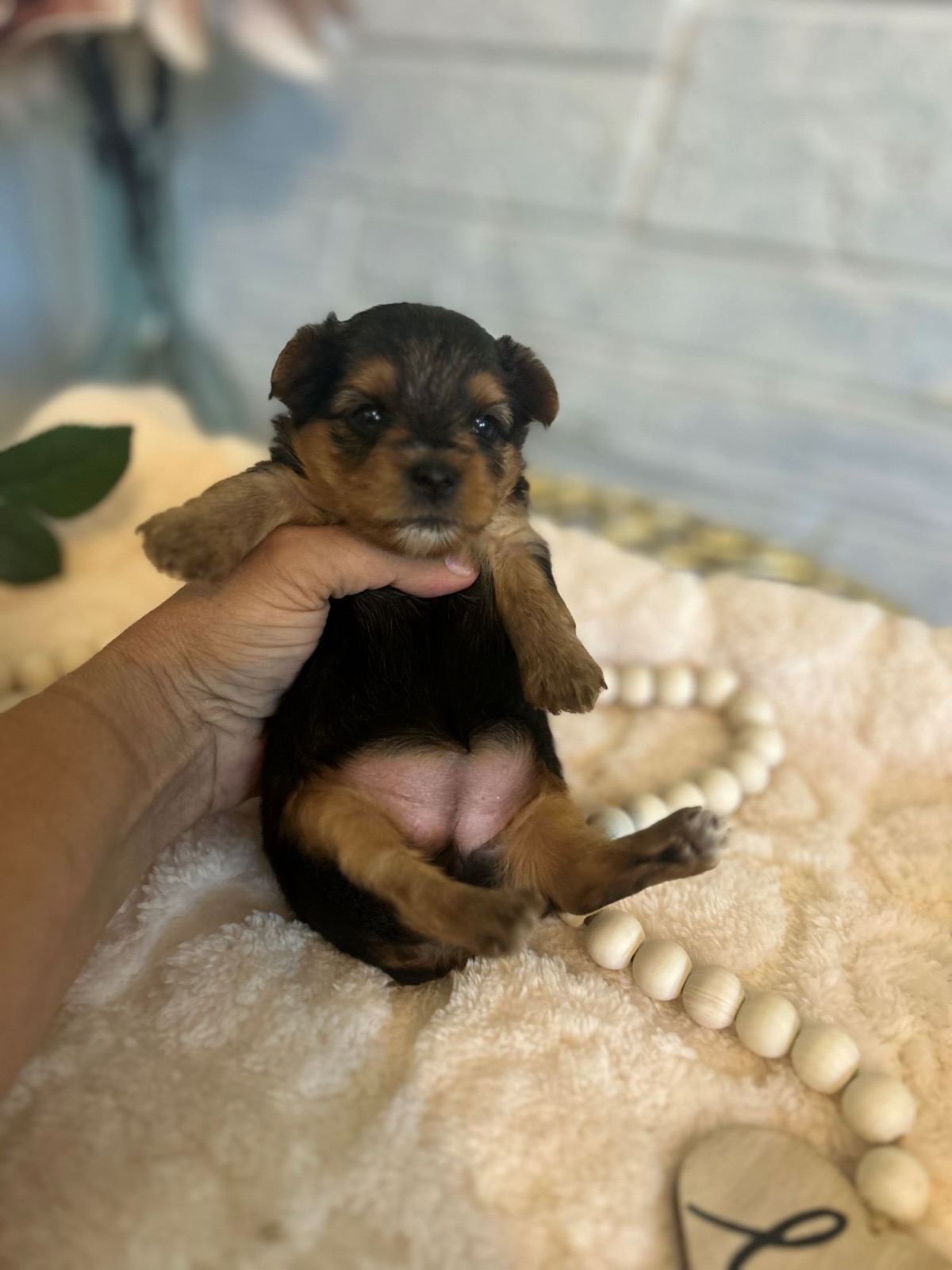 XOXO Yorkie