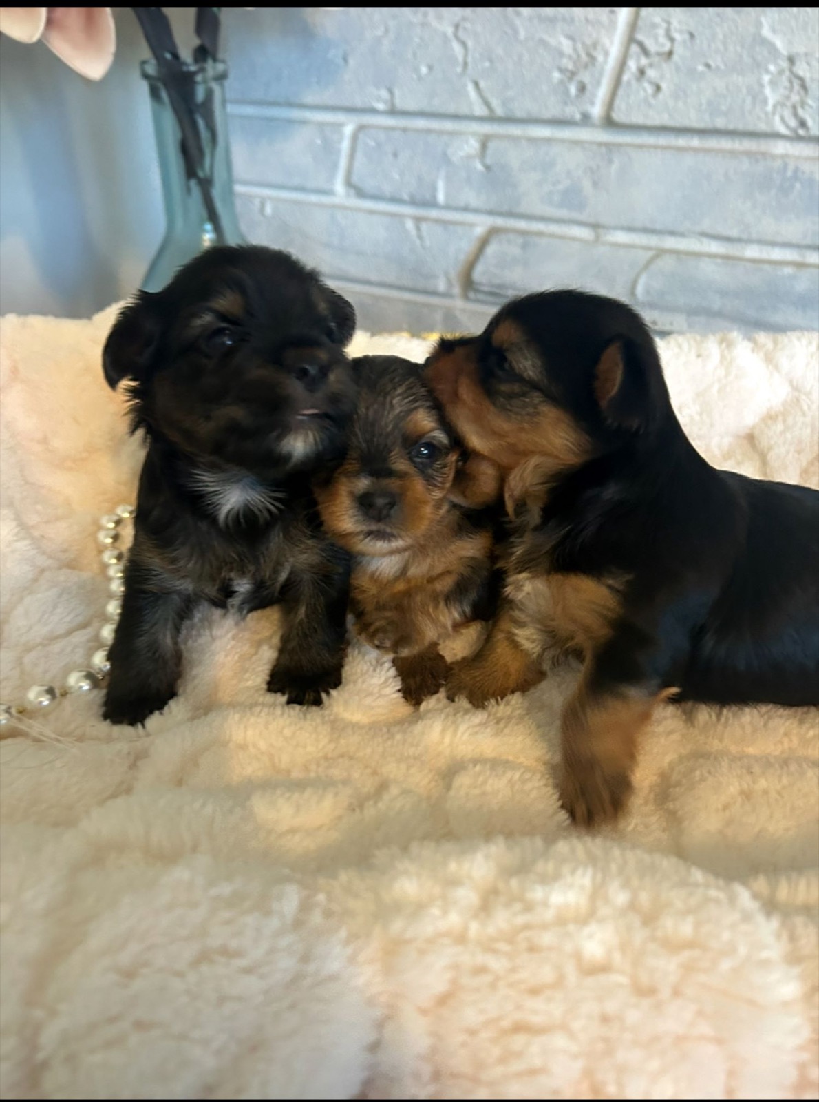 XOXO Yorkie