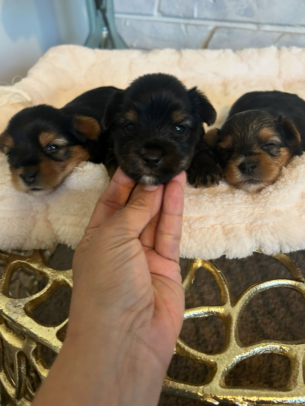 XOXO Yorkie