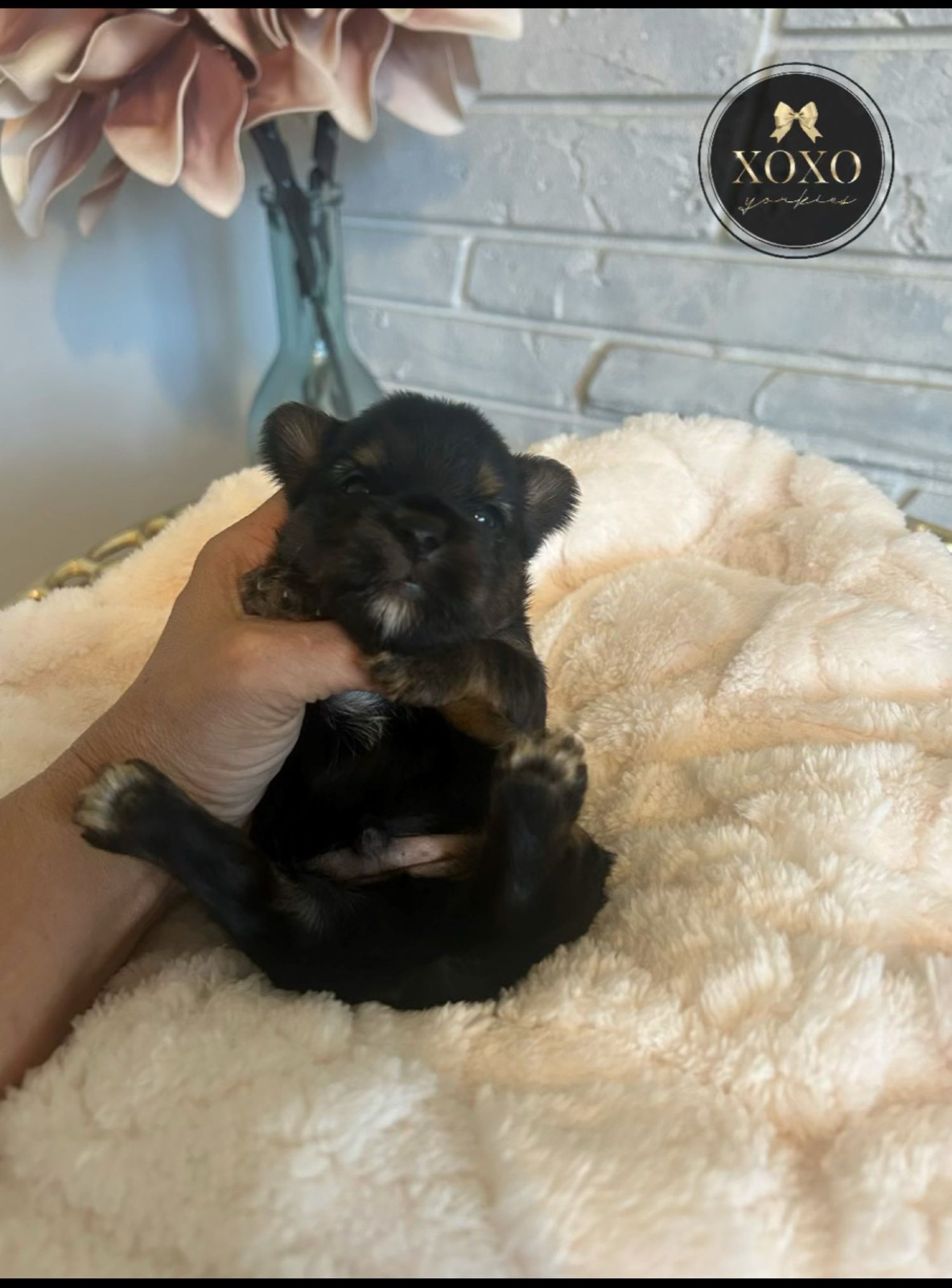 XOXO Yorkie