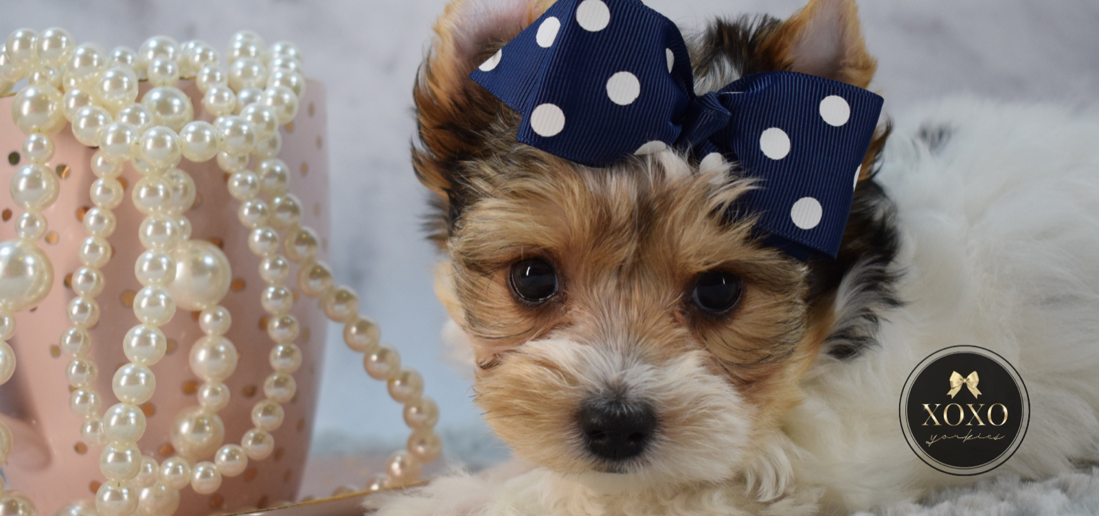 Layla —  Yorkie